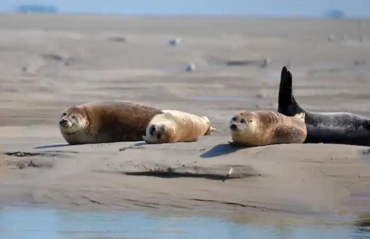 Gite Escale Oceania En Baie De Somme A Ault, 50M De La Mer Esterno foto